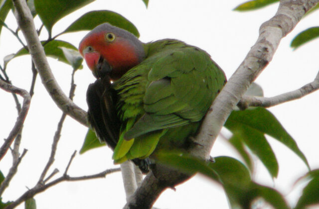 Red-cheeked Parrot