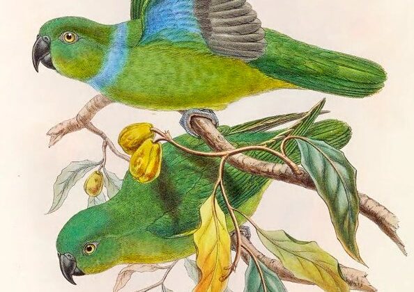 Blue-collared Parrot