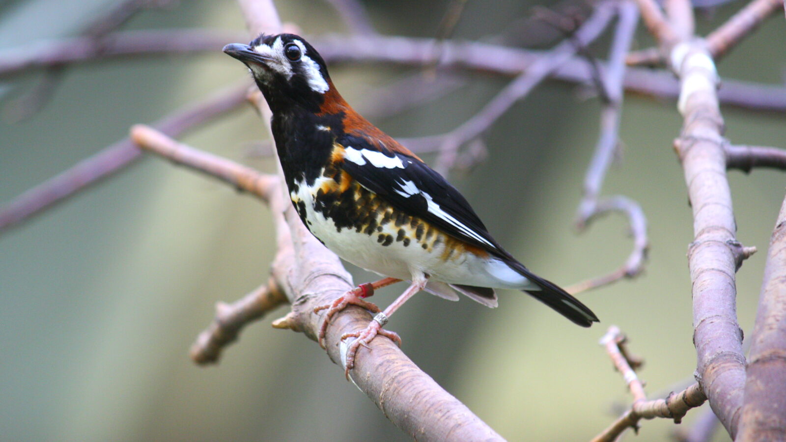 Chestnut-backed Thrush