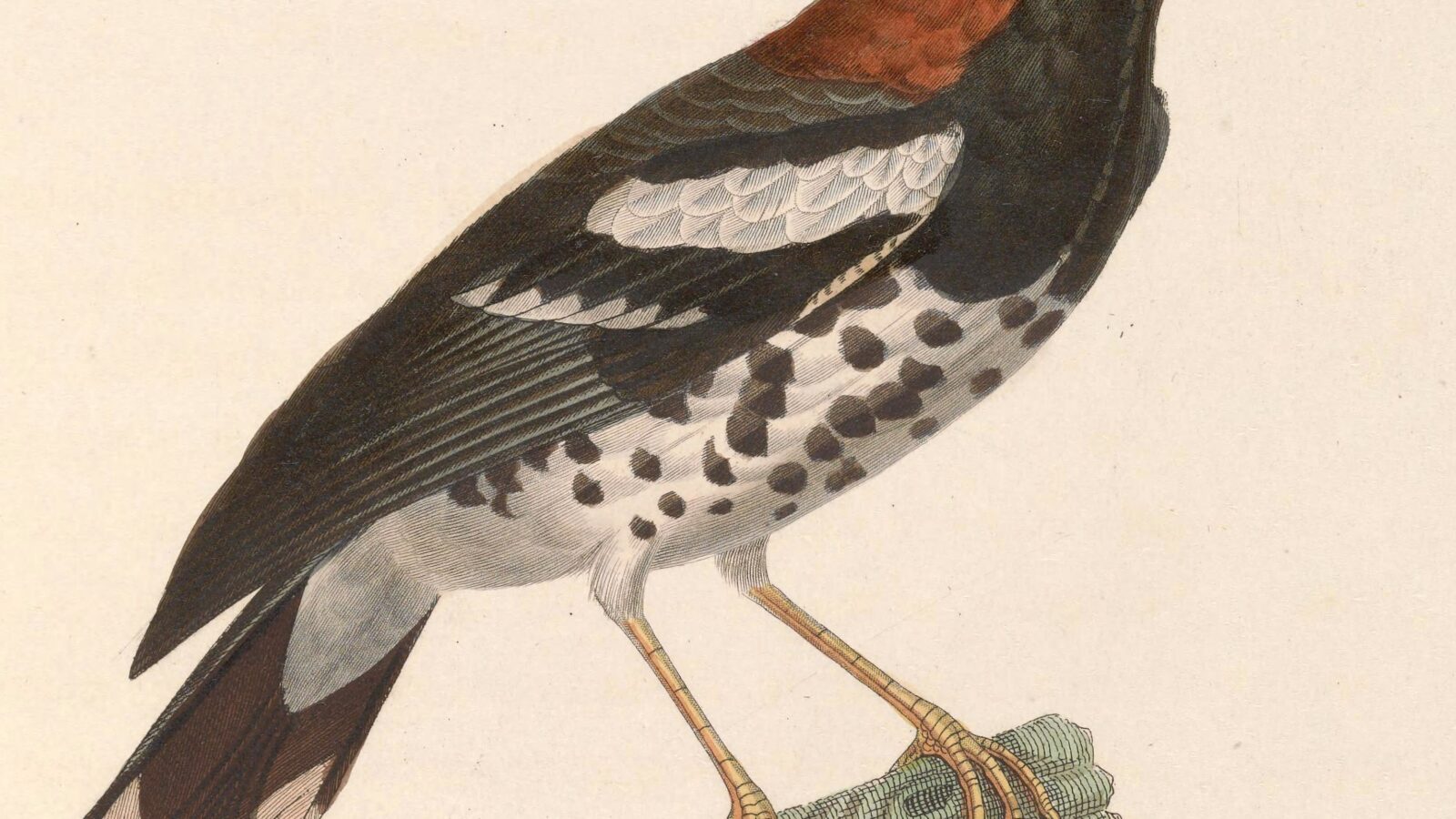 Chestnut-capped Thrush