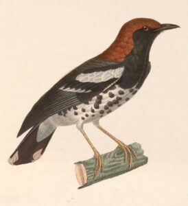 Chestnut-capped Thrush