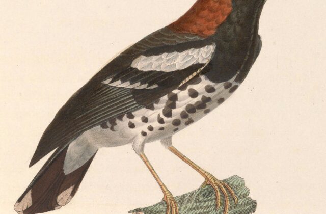 Chestnut-capped Thrush