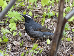 Siberian Thrush