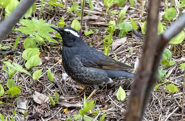 Siberian Thrush