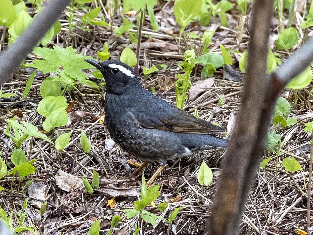Siberian Thrush