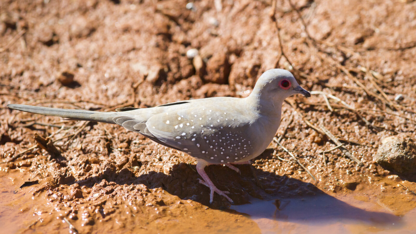 Diamond Dove
