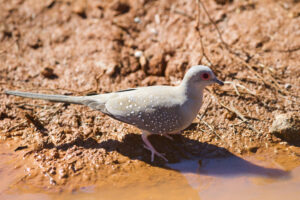 Diamond Dove