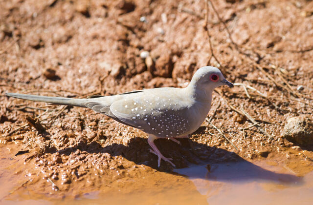 Diamond Dove