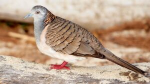 Bar-shouldered Dove