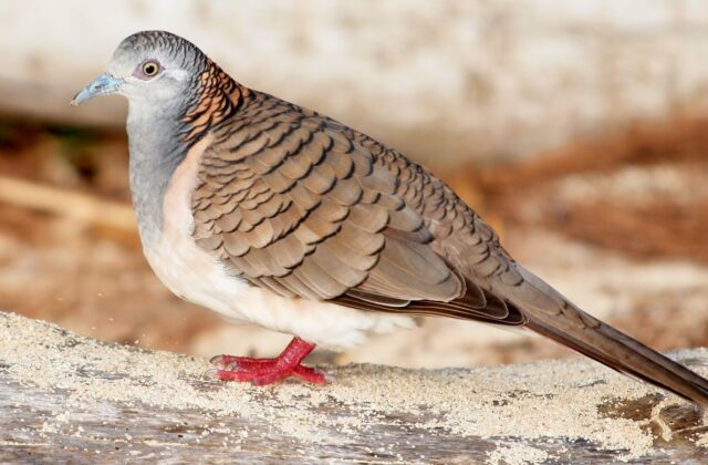 Bar-shouldered Dove