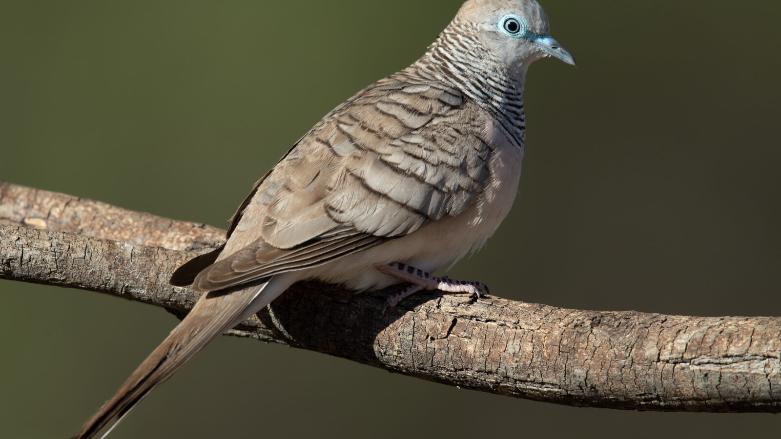 Peaceful Dove