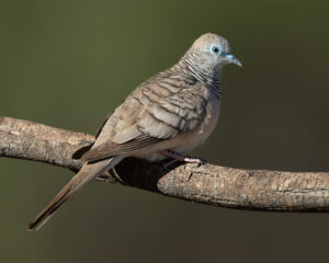 Peaceful Dove