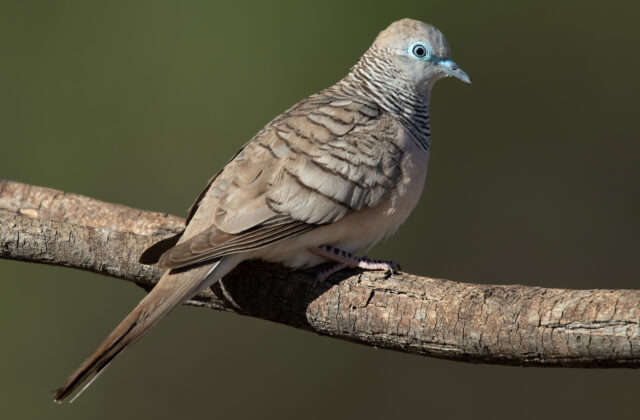 Peaceful Dove