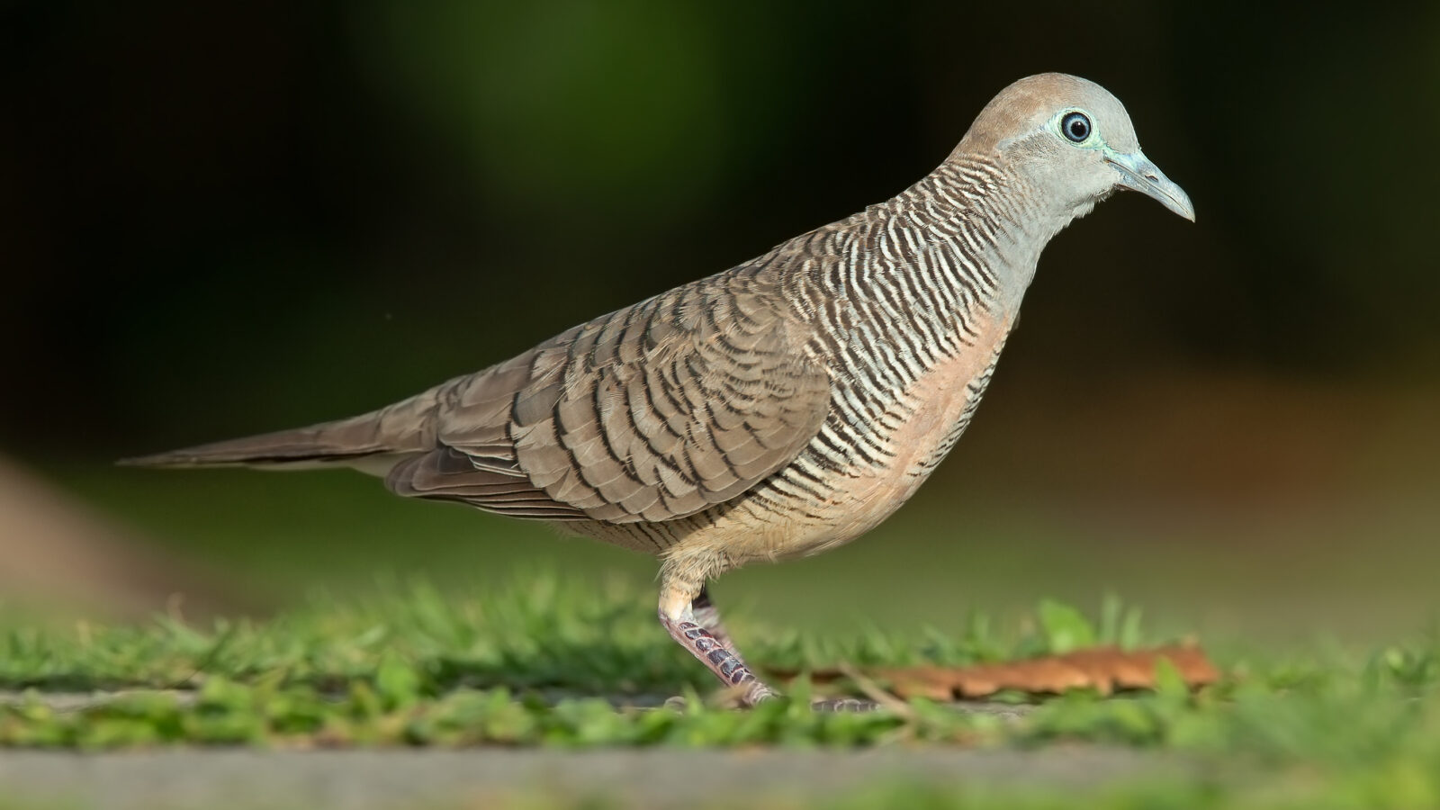 Zebra Dove