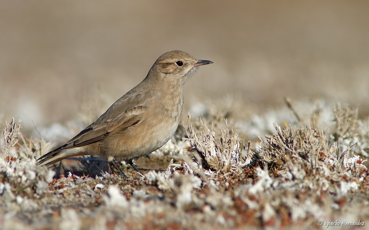 Short-billed Miner
