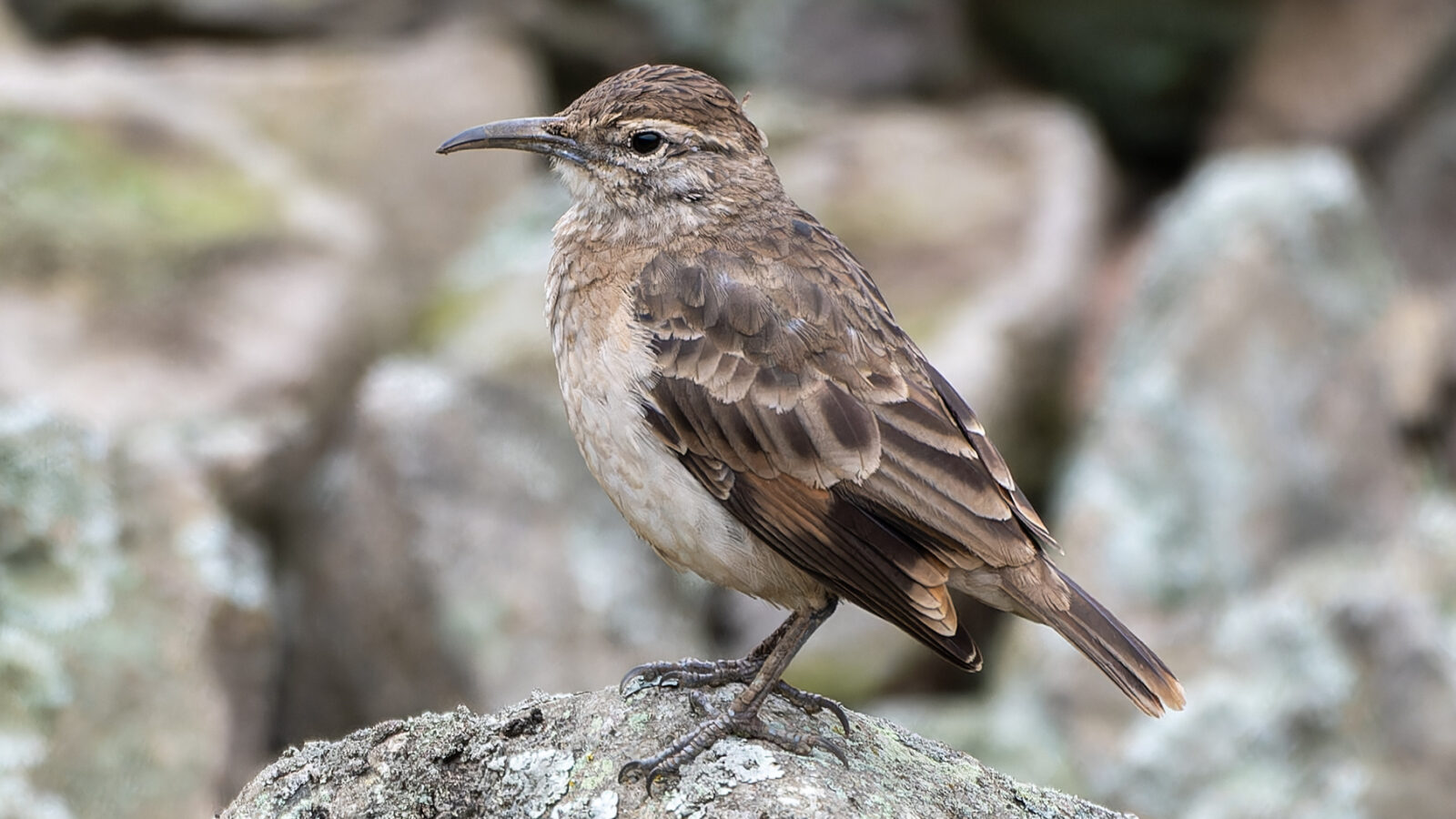 Thick-billed Miner