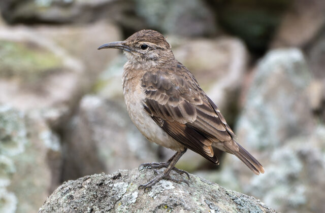 Thick-billed Miner