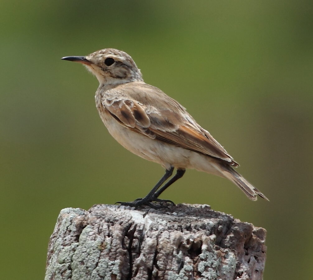 Common Miner