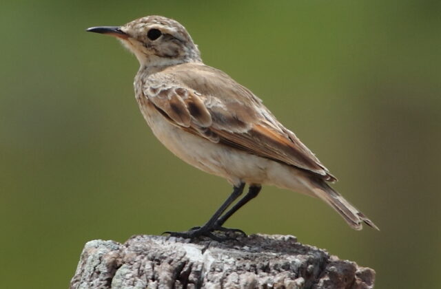 Common Miner