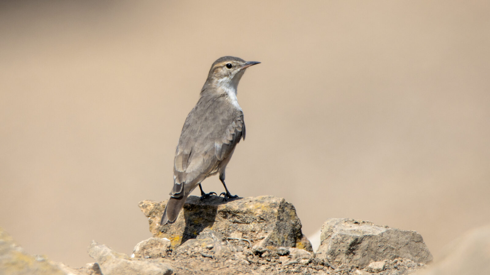 Greyish Miner