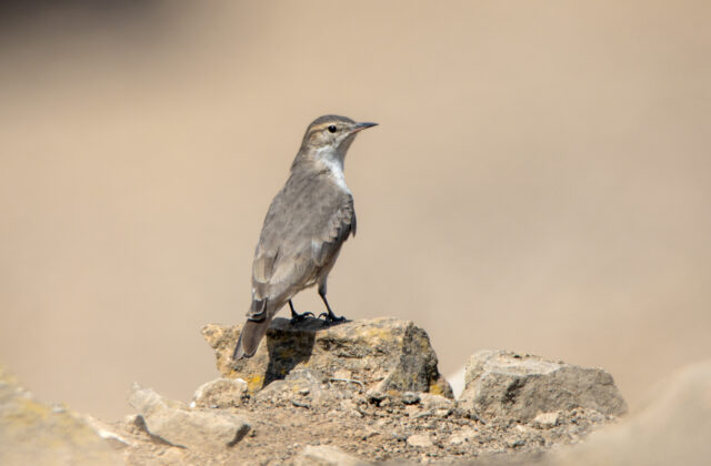 Greyish Miner