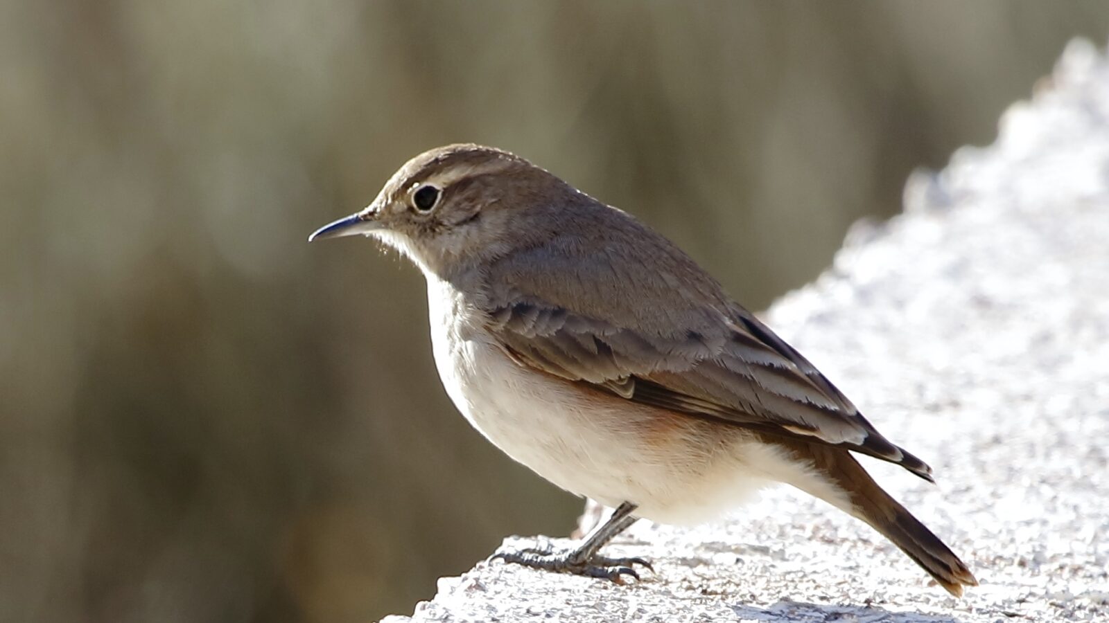 Rufous-banded Miner