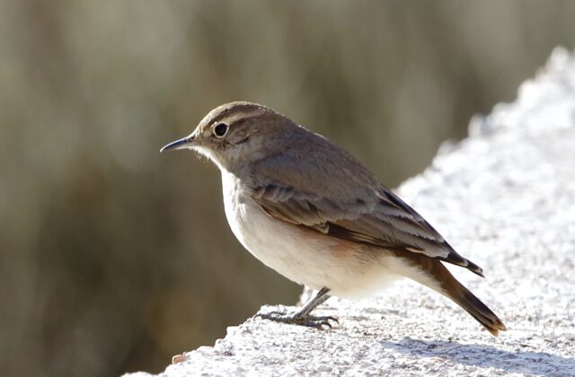 Rufous-banded Miner