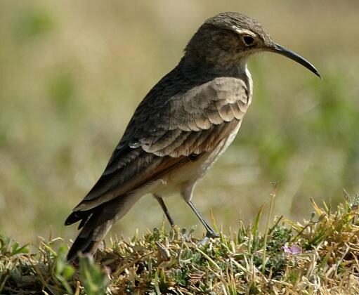 Slender-billed Miner