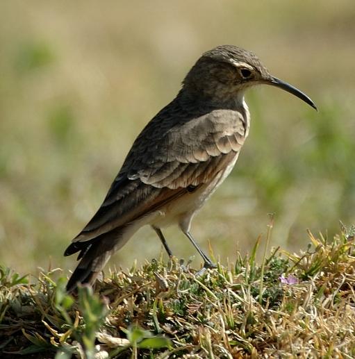 Slender-billed Miner
