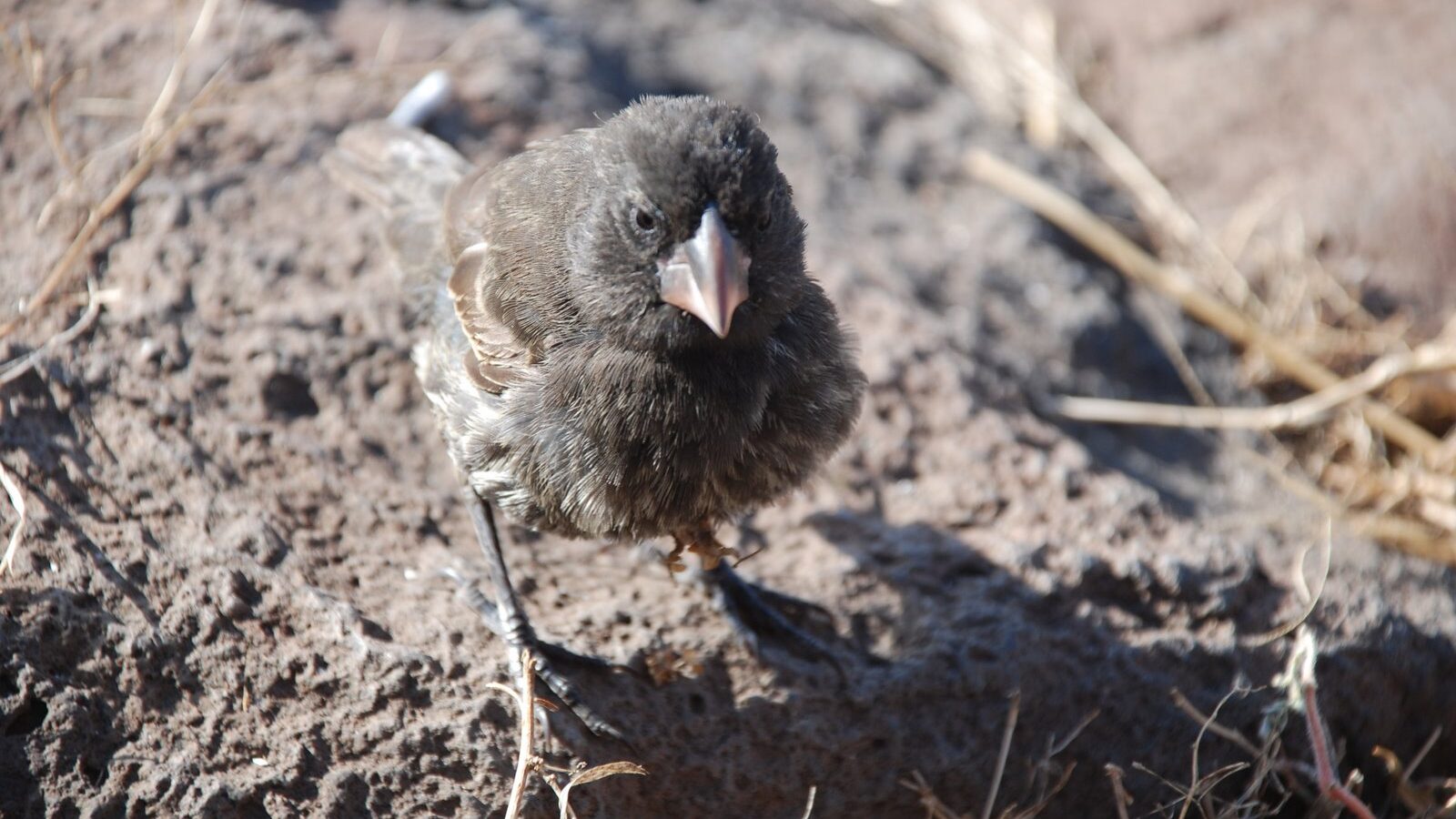 Espanola Cactus Finch