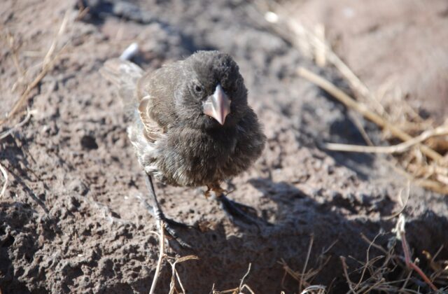 Espanola Cactus Finch