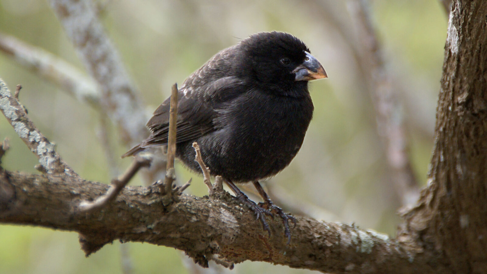 Medium Ground Finch