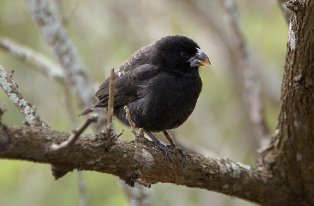 Medium Ground Finch