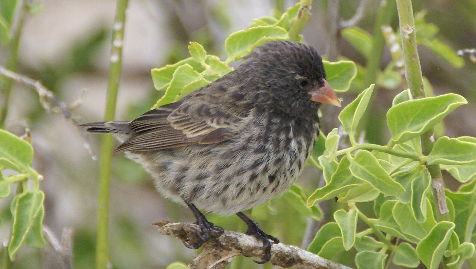 Small Ground Finch
