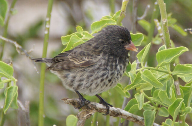 Small Ground Finch
