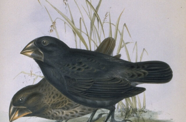 Large Ground Finch