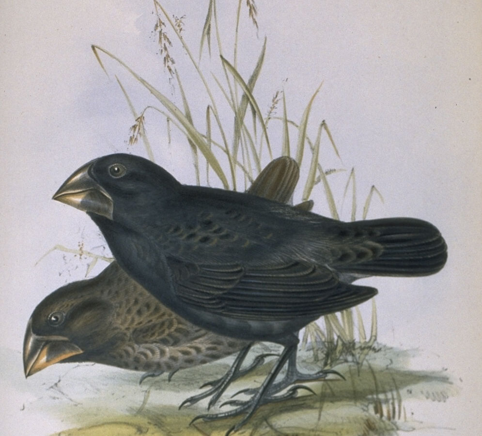 Large Ground Finch