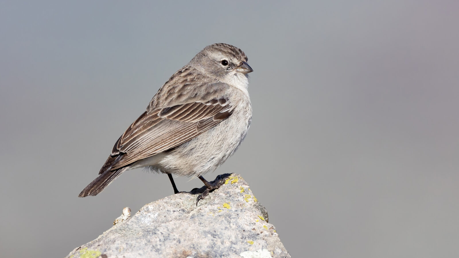 Ash-breasted Sierra Finch