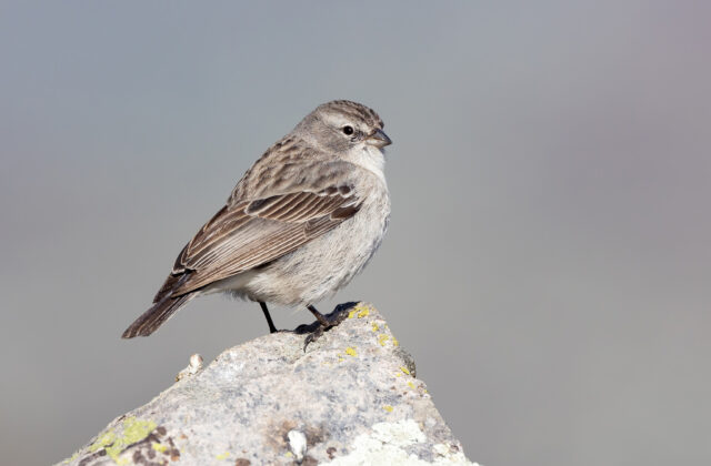 Ash-breasted Sierra Finch