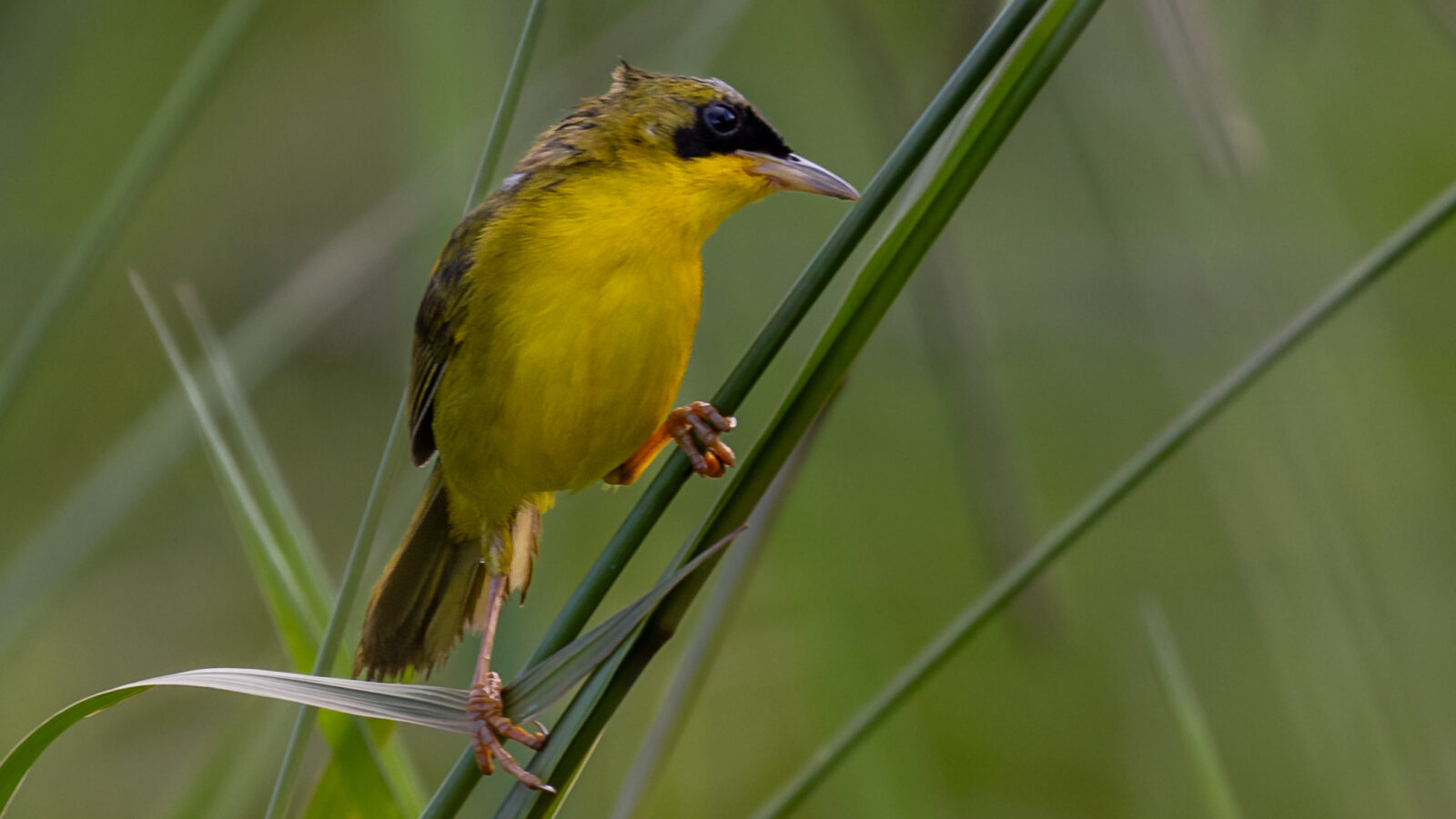 Masked Yellowthroat