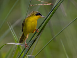 Masked Yellowthroat