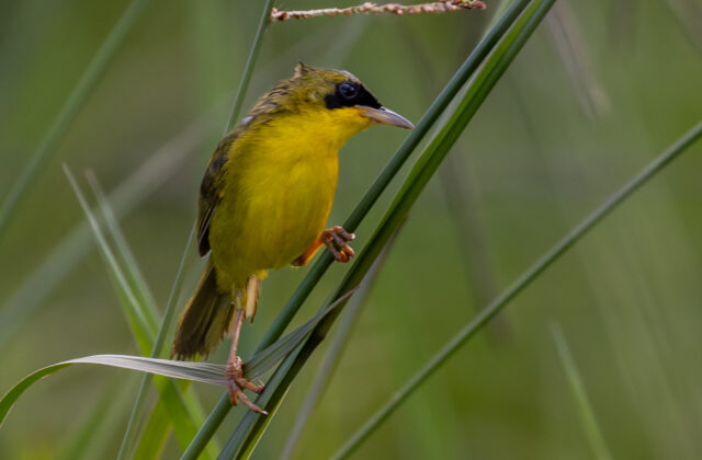 Masked Yellowthroat