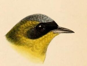 Black-lored Yellowthroat