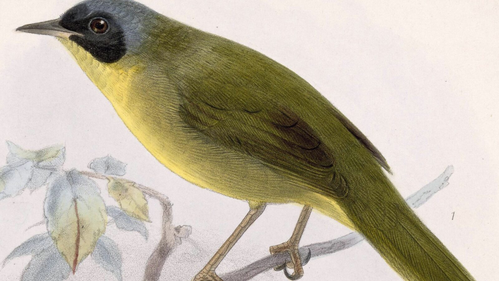 Chiriqui Yellowthroat