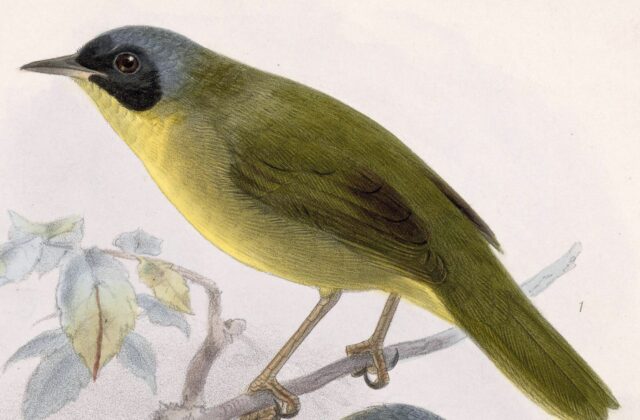 Chiriqui Yellowthroat