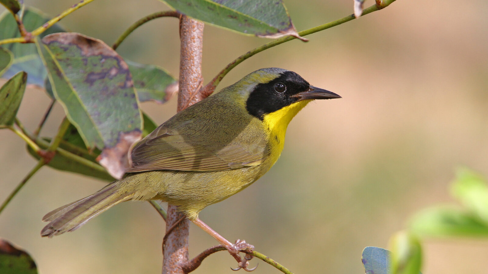 Bahama Yellowthroat