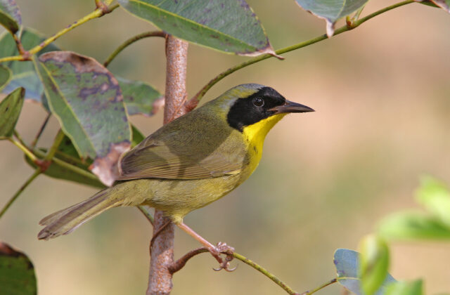 Bahama Yellowthroat