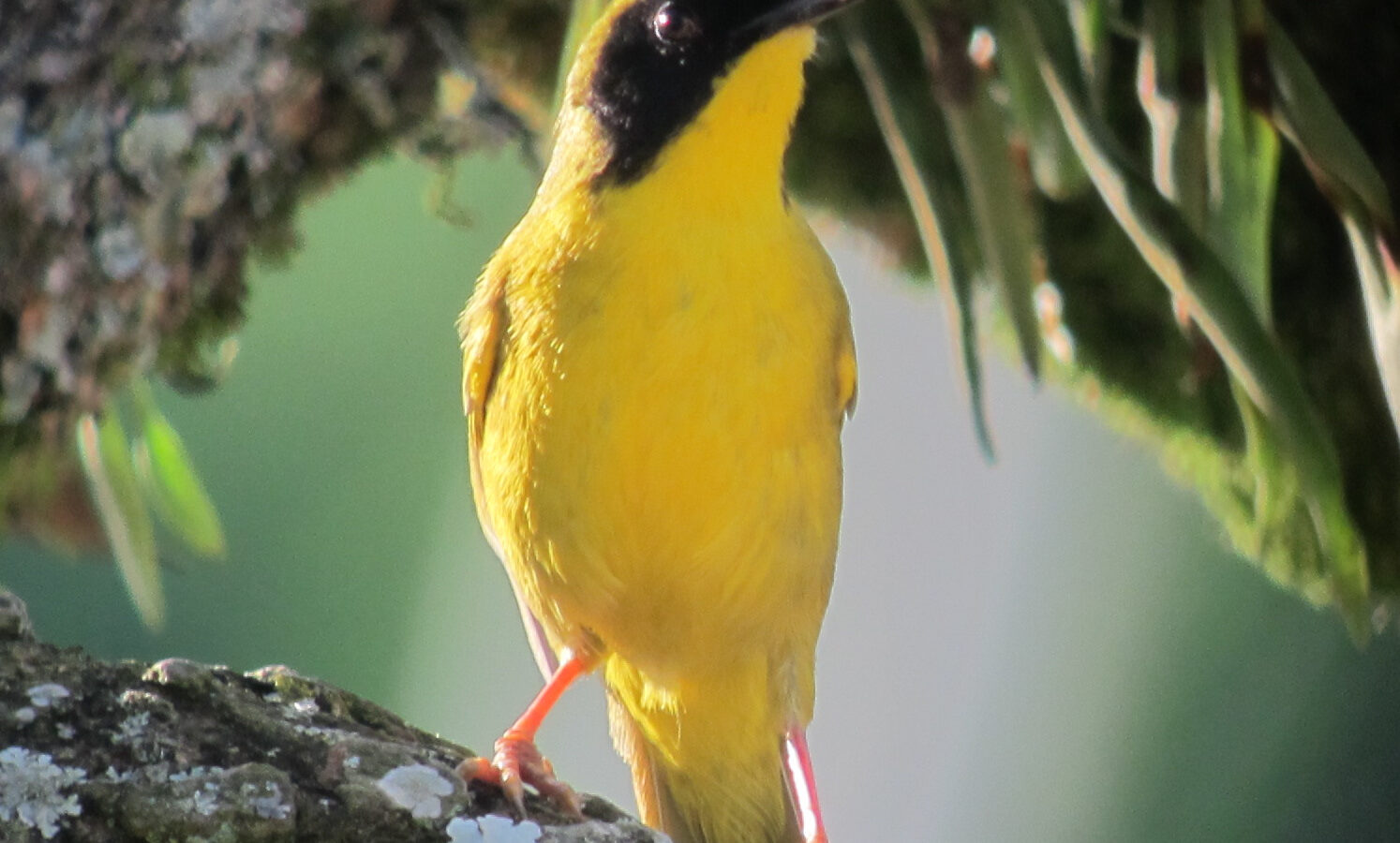 Olive-crowned Yellowthroat