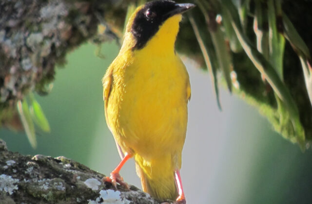 Olive-crowned Yellowthroat