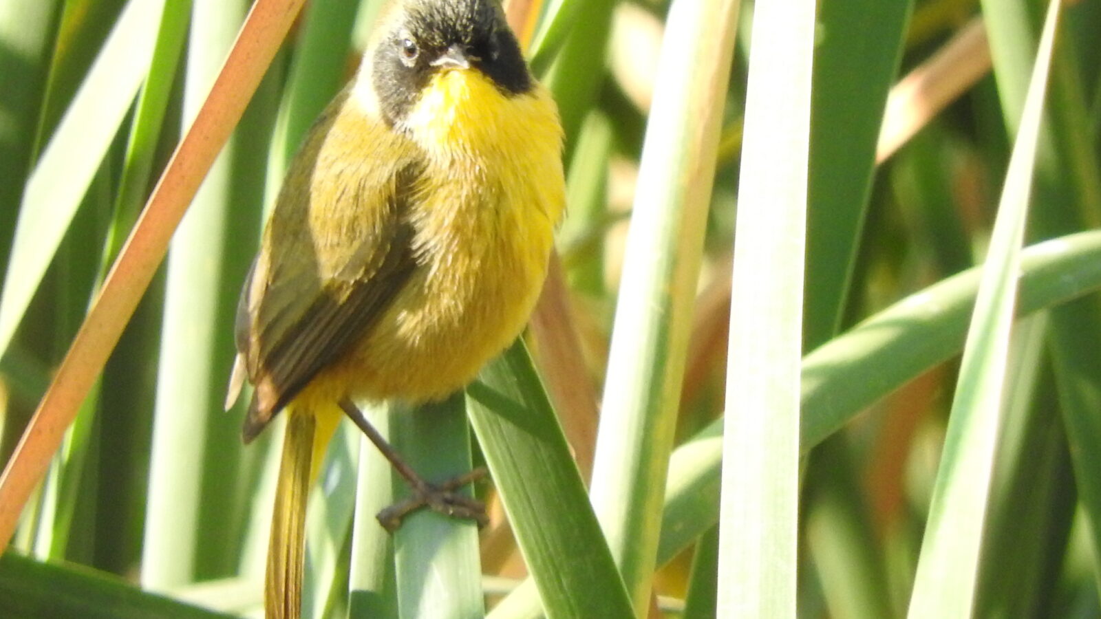Black-polled Yellowthroat